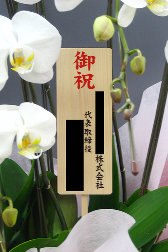 当日配送 胡蝶蘭5本立（白） 3万円コース（50～55輪程度） | お祝い花